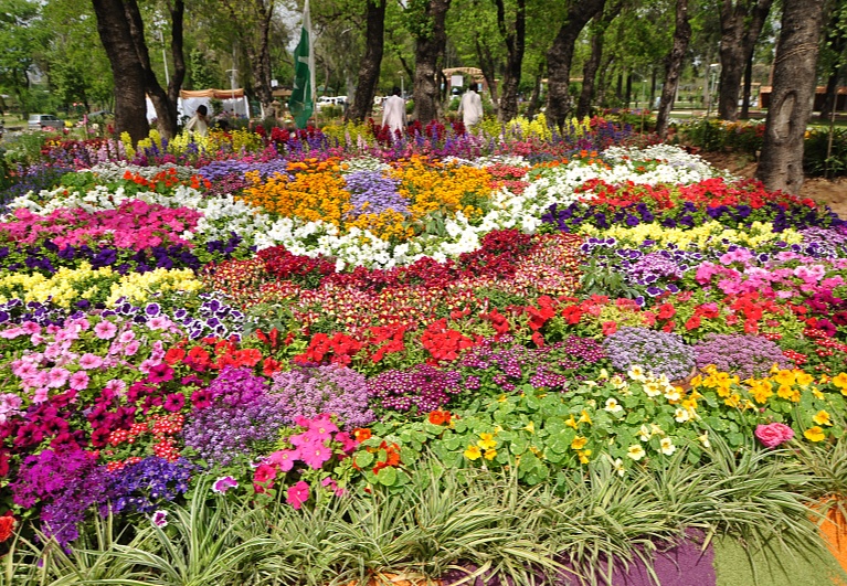 北京植物园第29届市花展开幕 汇集40余万株秋花