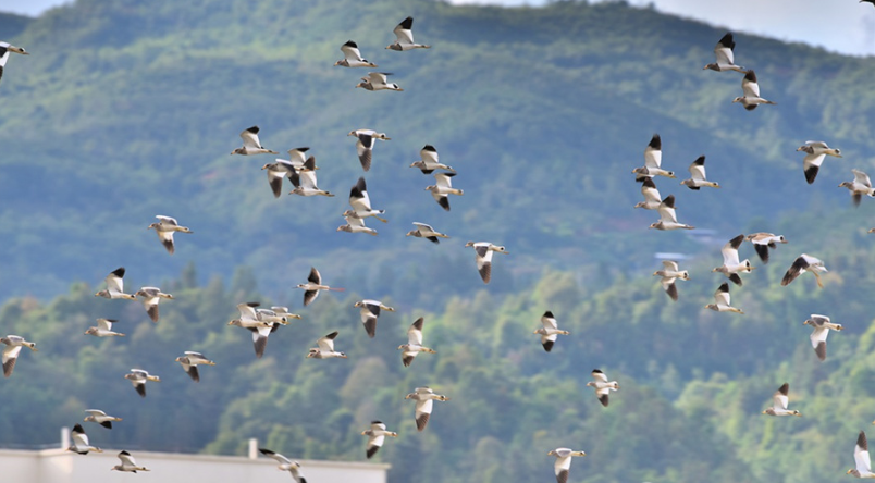 近千只灰头麦鸡在昌宁县城田园上空盘旋