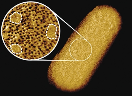 活大肠杆菌迄今最清晰结构图发布 外膜有不含蛋白质斑块