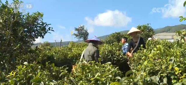 广西六堡茶发展论坛举行 推进茶产业高质量发展