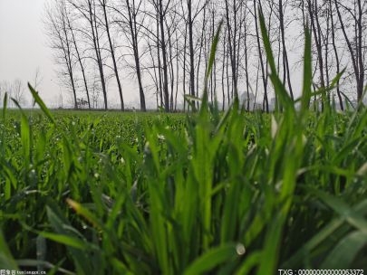 “川农1号饲草麦”成为我国首个通过省级审定的饲用小麦品种