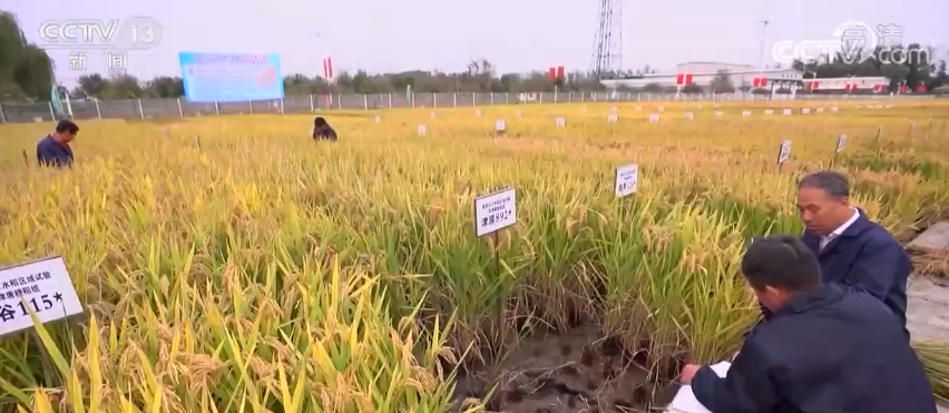 克拉玛依引种的上海节水抗旱稻亩产近千斤 “沪旱6220”表现突出