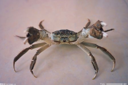 深圳发现特有新物种巨腹蟹 凸显了山溪生态系统保护的重要性和价值