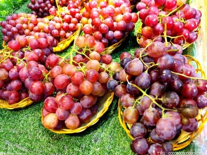 货值1.18亿元的大理宾川葡萄顺利出口泰国、越南等东盟国家
