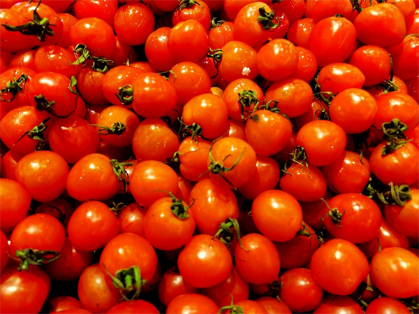 晋中番茄小镇年产2000多吨 打造集技术研发、销售等于一体的全产业链