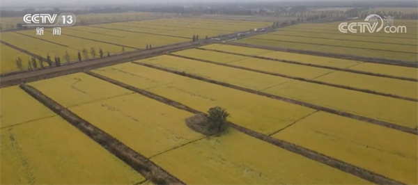 中国农业绿色产业大会举行 6000余个新研发品种亮相