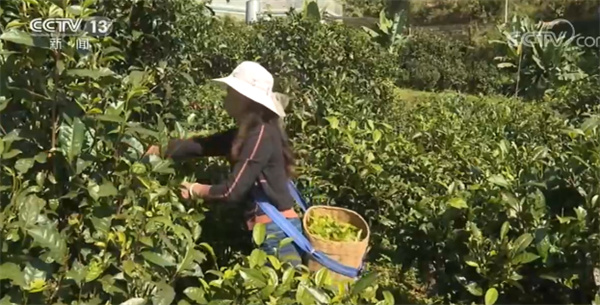 前10月贵州出口茶叶12.3亿元 创造了茶行业的“贵州速度”