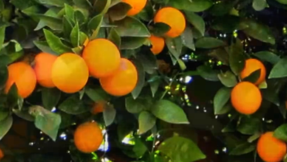 冬天是吃柑橘类水果的好时节，但并不是多多益善哟