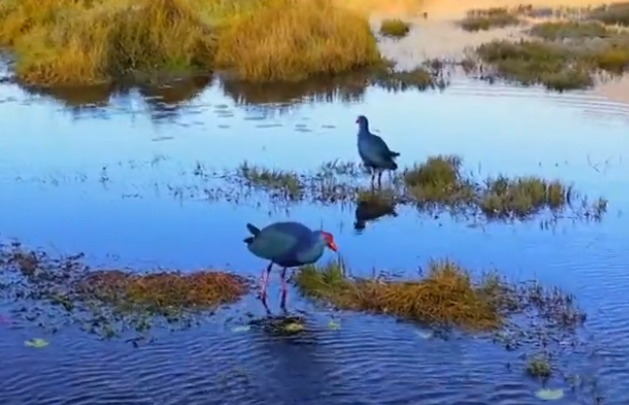 成千上万只候鸟纷至沓来 腾冲北海湿地迎来最佳观鸟季