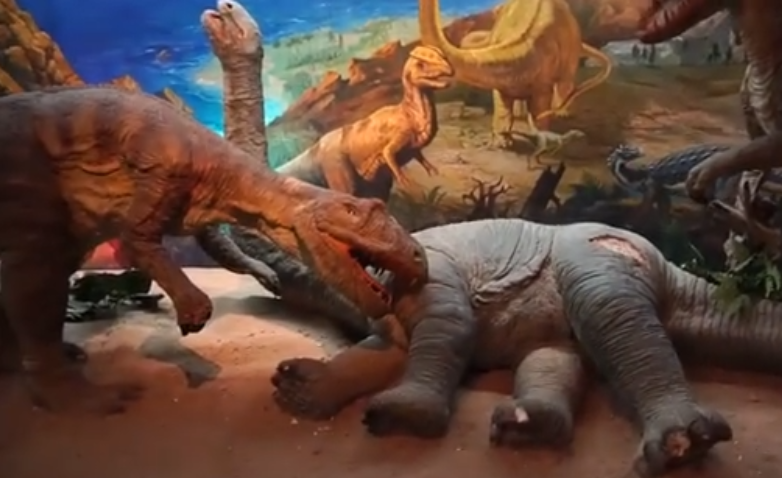 露脊鲸标本、巴西桑塔纳化石、古生物标本……大连自然博物馆绝了