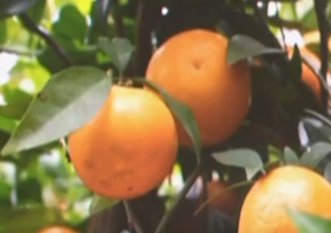沃柑、砂糖橘产量全国第一 广西冬季水果成功“出圈”