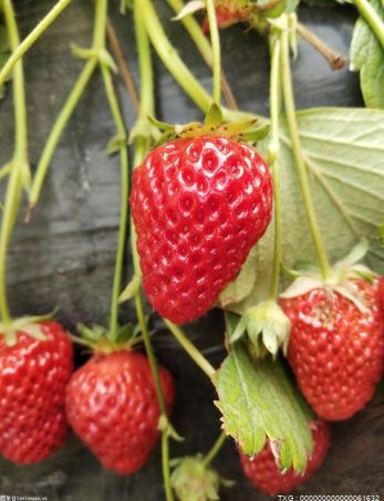 种植面积位居全省第一 黄陂：小草莓长出10亿元大产业