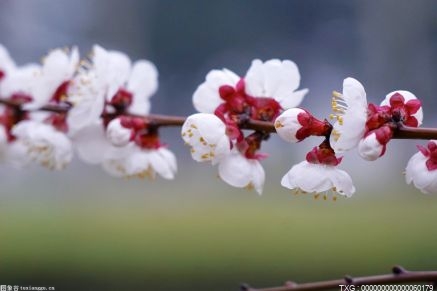 冰雪林中著此身 可遇不可求！赴东湖踏雪寻梅