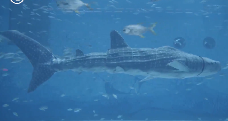 全球首个仿生鲸鲨亮相上海海昌海洋公园 动作科技感十足