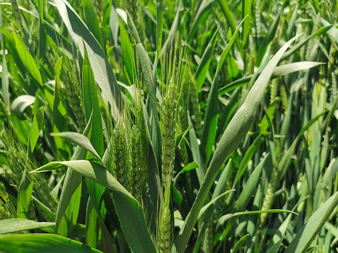 俄98%小麦种子培育实现本土化 保证全球小麦出口领先地位