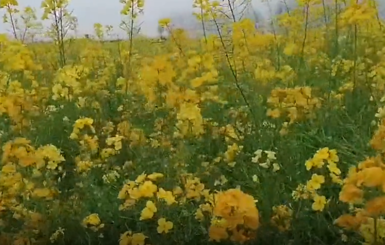 “创意黄山、美在徽州”黄山启动油菜花摄影旅游季