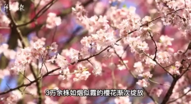 “就近赏花”热度上升，今年赏花相关门票预订同比增长逾四成