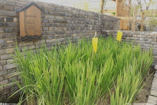 产供销一体化！南京北城圩名文稻米产业化联合体在浦口成立