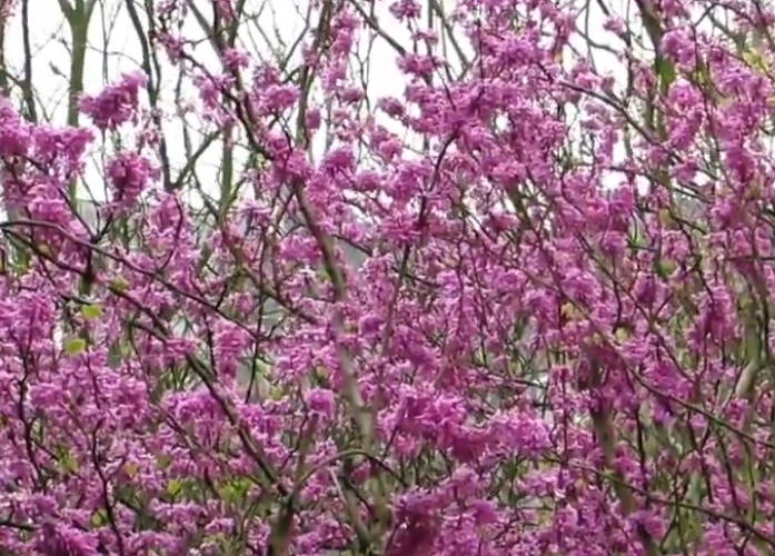 先有紫荆后有紫荆山 后栽紫荆树？紫荆山公园的春天从何开始？