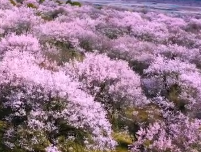 投资5000万元！林芝粤林产业园成功萃取出桃花的提取物