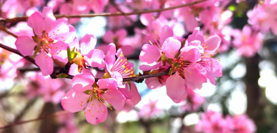 4月的拉萨，抬眼间随处皆是美好 不要在花季错过“花迹”