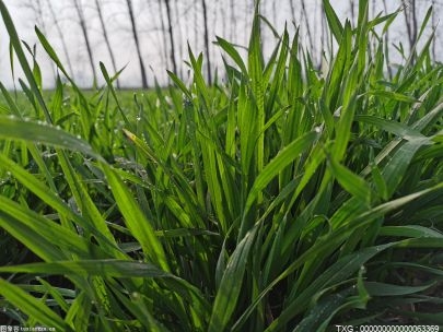 春管、投肥施药！湖北省农业农村厅部署小麦重大病虫防控工作