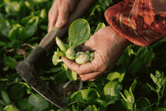不采、不食不熟悉的野菜是否有毒？省疾控中心发布提示