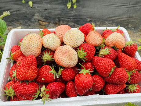 买丹东草莓江苏发货 电商水果卖家的草莓调包术