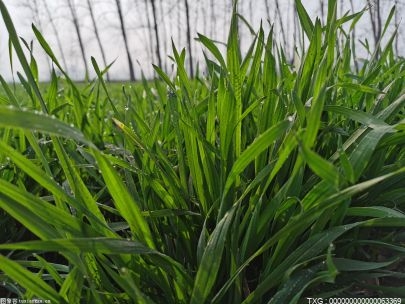 谷雨话农事：“五谷”按照产量排座次，谁是第一名？