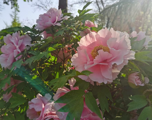 “洛阳三月花如锦” 洛阳市区牡丹观赏园进入盛花期